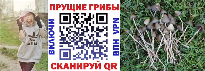 Купить где  Ветлуга  Псилоцибиновые грибы GOLDEN TEACHER 